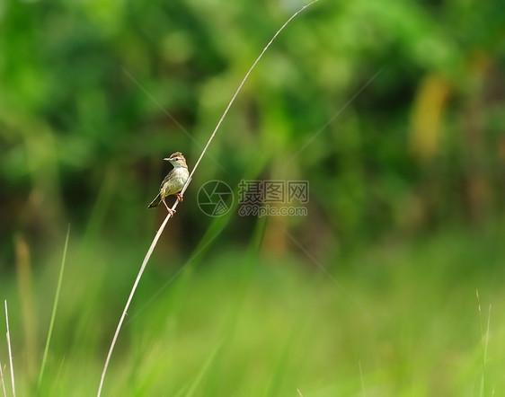 一只小鸟 泽丁西斯托拉 草刀 风图片