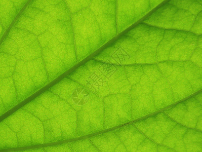 绿叶叶宏观静脉植物群花园线条绿色生态生活生物学季节图片