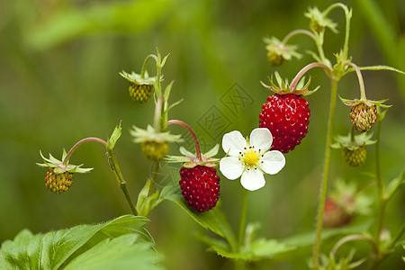 野草莓空地红色性质水果绿色背景叶子食物宏观船体图片