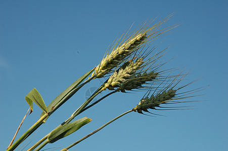 小麦耳粮食植物农业绿色灌浆耳朵谷物生长农场场地图片