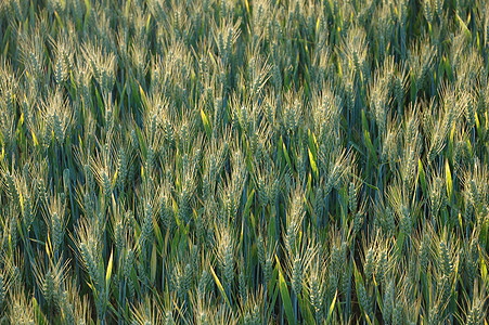小麦农场乡村玉米农村谷物农业绿色农田食物背景图片