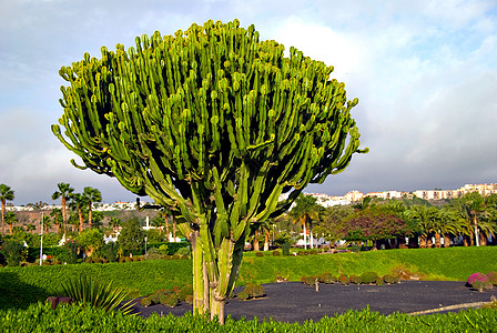 极光仙人掌多刺肉质旅行天空植物沙漠植物群背景图片