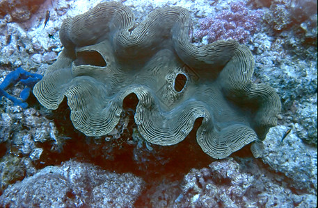 巨立柱潜水珊瑚砗磲千兆蓝色海洋图片