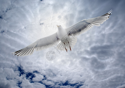 海鸥在云雾的天空背景下 飞越海面图片