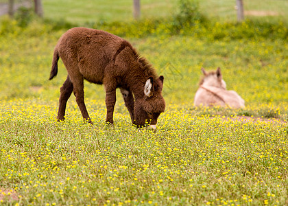 草地中小驴子吃鲜花宠物农村农场农业晴天哺乳动物牧场毛皮谷仓小牛图片