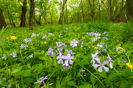 春花生物学林地野花绿色植物学植物生态植物群树木杂草图片