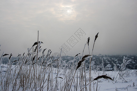 雪和阴云的天空中的冬季田地图片