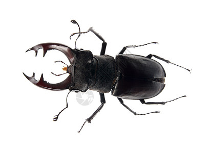 白色背景的甲虫鹿棕色生态博物馆昆虫荒野下颌环境收藏昆虫学眼睛图片