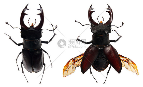 白色背景的甲虫鹿下颌野生动物黑色博物馆集电极生活昆虫生物学环境图片
