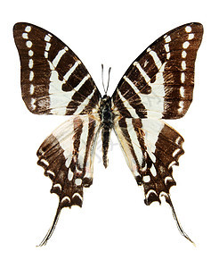 白色背景上的蝴蝶天线花园昆虫荒野翅膀漏洞野生动物鳞翅目宏观蓝色图片