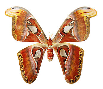 白色背景上的蝴蝶野生动物昆虫条纹荒野植物翅膀鳞翅目漏洞花园航班图片