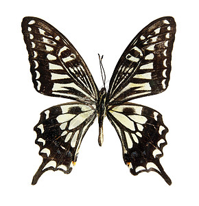 白色的蝴蝶漏洞昆虫条纹野生动物植物天线航班翅膀鳞翅目宏观图片
