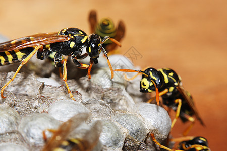 墙上的植物 Hymenoptera蜂窝黑色家庭团体黄色昆虫天线野生动物生活动物图片