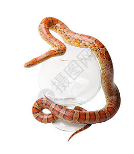 白色上一个玻璃杯中的玉米蛇动物动物学危险宠物爬虫酒杯橙子生物学野生动物水晶图片