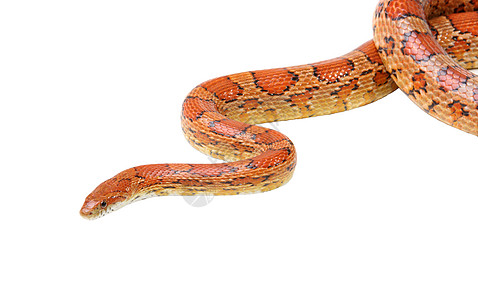 白色的玉米蛇滑行动物野生动物动物学橙子宠物濒危荒野危险曲线图片