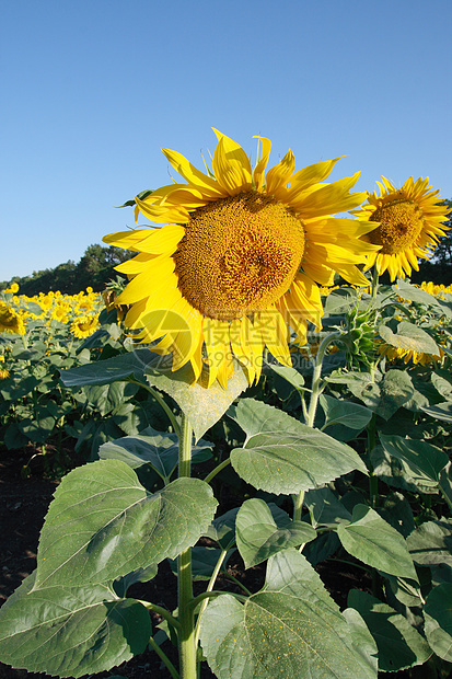 向日葵田开花地球种植园国家太阳叶子植物群橙子花朵农场生长图片