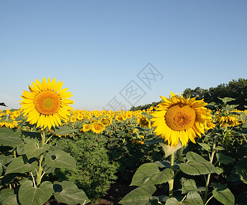 向日葵田开花场地国家花朵农场照片土地草地植物叶子蓝色图片