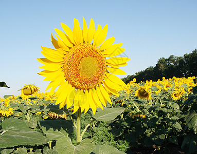 向日葵田开花蓝色照片生长晴天天空植物群种植园土地地球场地图片