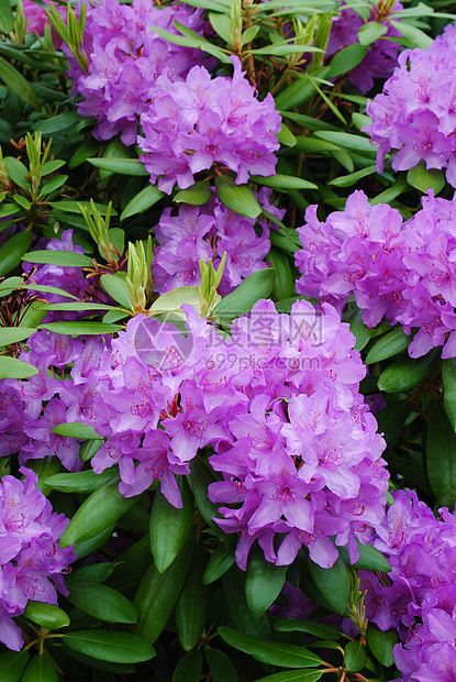 杜鹃花绿色花朵粉色植物群植物紫色图片