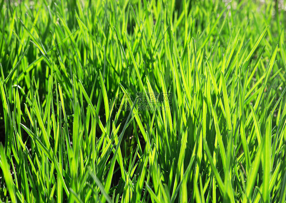 绿质青青草宏观园艺活力公园花园蓝色院子足球草皮植物群图片