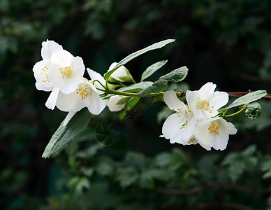 深绿色背景的茉莉花(亚斯米尼姆)图片