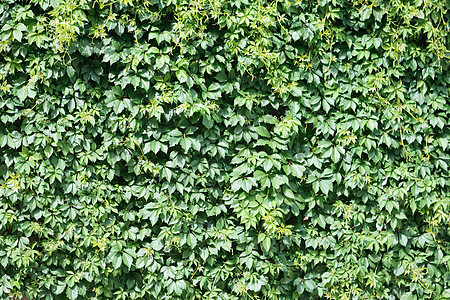 野生绿葡萄植被植物学建筑葡萄园植物群墙纸砖墙藤蔓阳光照射生长图片