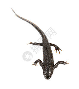白色背景的纽特黑色尾巴宏观生物动物蝾螈野生动物蜥蜴小麦两栖图片