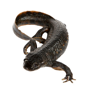 白色背景的纽特爬虫两栖爬行动物黑色宏观水陆蜥蜴蝾螈野生动物尾巴图片
