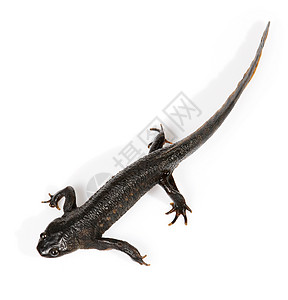 纽特语 Triturus 粗俗野生动物蝾螈小麦水陆宏观生物爬虫尾巴黑色白色图片