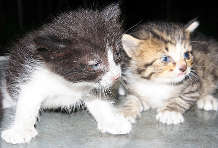 两只小猫面孔家庭耳朵哺乳动物兄弟动物房子鼻子胡须青年图片