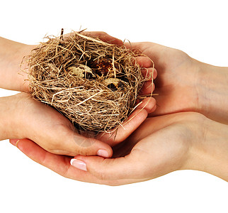 鸟巢掌握在手中安全木头环境储蓄森林生长财富金融生活银行业图片