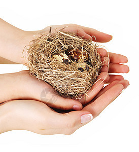 鸟巢掌握在手中宏观树木环境财富安全生长银行业金融生活储蓄图片