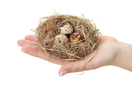 鸟巢掌握在手中金融环境生活生长储蓄退休财富木头树木安全图片