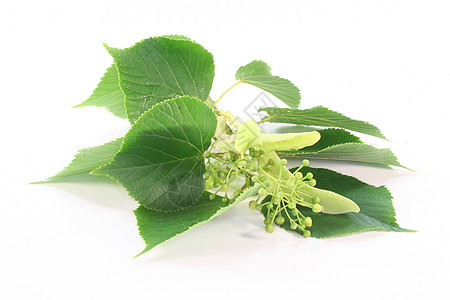 林丁花绿色茶叶药品白色草本植物分支黄色植物药物草本图片