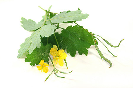 铁质草本植物药品草药药物树叶绿色黄色汁液药草花朵图片