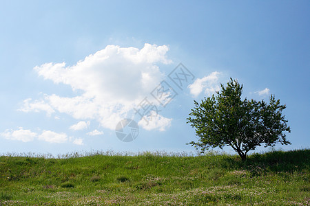 云边的树上 有苍翠的树木场景农场生态阳光叶子牧场太阳森林土地植物图片