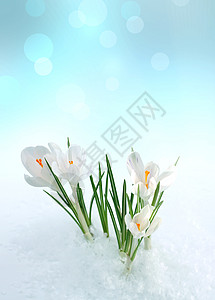雪中下雪框架花瓣植物卡片温泉红花叶子阳光花束白色图片