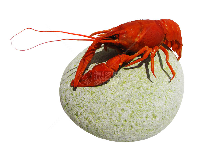 海洋岩石中的土壤红癌香料天线荒野海鲜野生动物龙虾触手小龙虾癌症居住图片