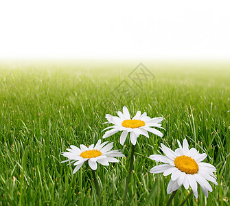 绿色草地中的白米宏观草本花瓣草本植物阳光牛眼雏菊甘菊太阳植物图片