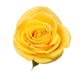 玫瑰白色卡片香味邀请函花束花瓣香气黄色宏观叶子图片