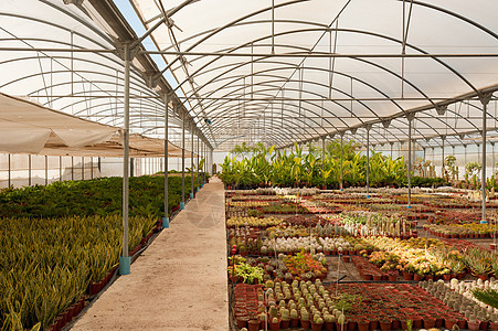 温室情调横梁水平热带栽培工业植物学农业花盆灌溉图片