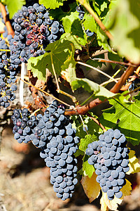 法国阿quitaine的波尔多地区蓝葡萄收成植被农业植物群葡萄外观植物叶子藤蔓栽培图片