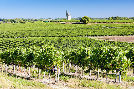 法国波尔多州Blaignan附近有风车的葡萄园旅行乡村藤蔓农业世界地区酒业栽培作物种植图片