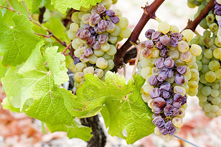 法国阿quitaine地区  Saternes  的白葡萄植物群外观葡萄酒业藤蔓模具植被葡萄园水果叶子图片