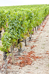 葡萄园中的白葡萄 法国阿quitaine葡萄植物叶子栽培植物群藤蔓外观植被收成农业图片