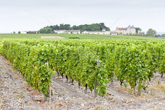 法国济儿区 Yquem和Shateau dYqum葡萄园植被旅行城堡农村酒业植物藤蔓位置国家世界图片