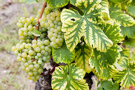 法国阿quitaine地区  Saternes  的白葡萄葡萄园收成叶子栽培绿色水果酒业农业藤蔓葡萄图片