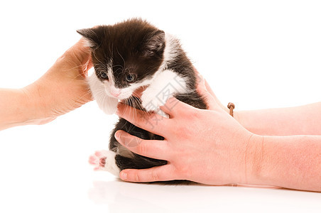 女人手中可爱的年轻小猫婴儿猫咪哺乳动物庇护所猫科动物宠物毛皮生活外套图片