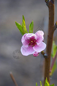 带有开花桃的树枝绿色花园花粉雌蕊叶子植物水果粉色花瓣图片