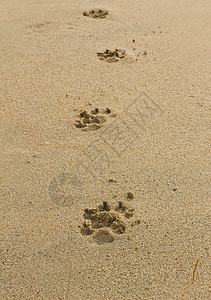 狗脚足足迹库存印刷烙印模仿脚步沙丘宏观海滩踪迹狗印图片